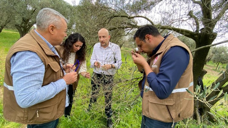 Zeytin Ağaçlarındaki Yaprak Dökümü Mercek Altında